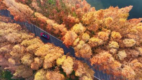 塘下公路 汽车行驶 水杉林