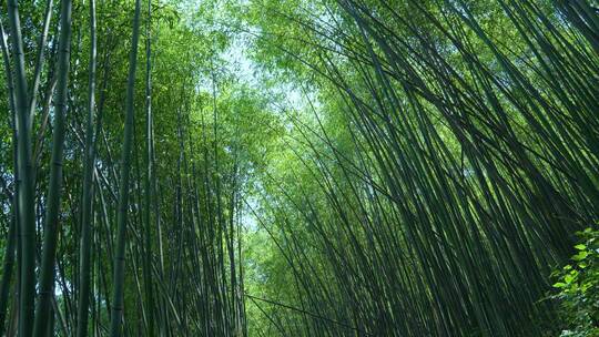 4K唯美竹林小路竹子重渡沟景区节节高升