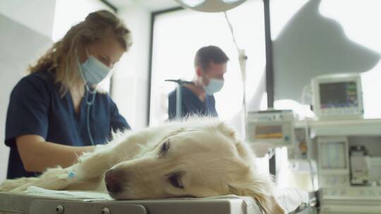 躺在手术台上的金毛猎犬