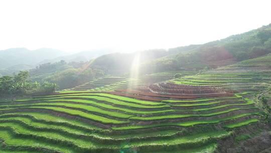 五指山牙胡梯田