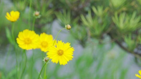 城市内的花——大花萱草