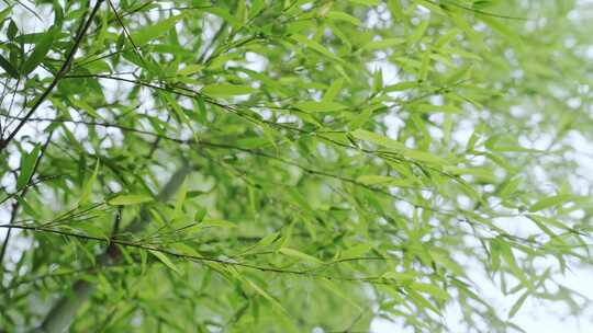 竹林竹叶禅意下雨天唯美空镜