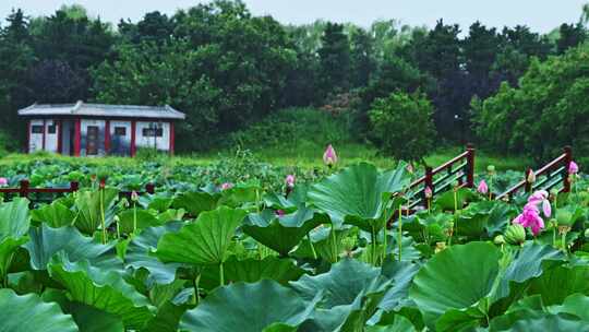 夏季下雨天雨水荷花荷叶雨滴水滴特写