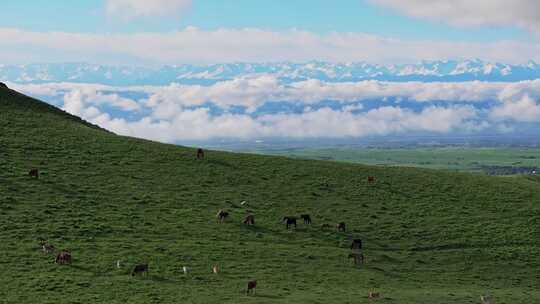 航拍草原马群风景