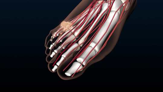 人体 器官结构三维动画展示