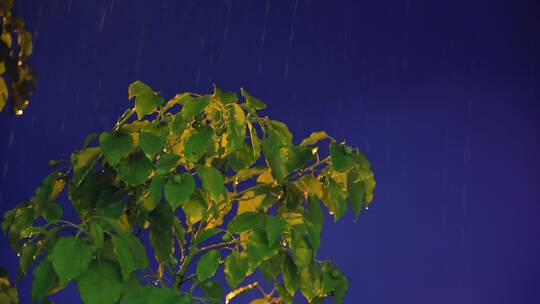 夏季雨天水滴拍打着树叶