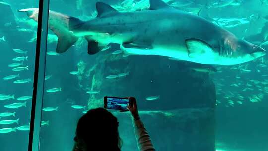 女人在水族馆里拍鱼的视频