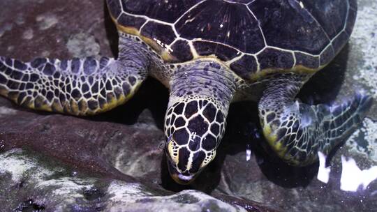 海龟岸边爬行觅食