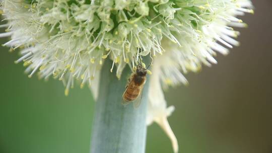 春花蜜蜂特写常规视频