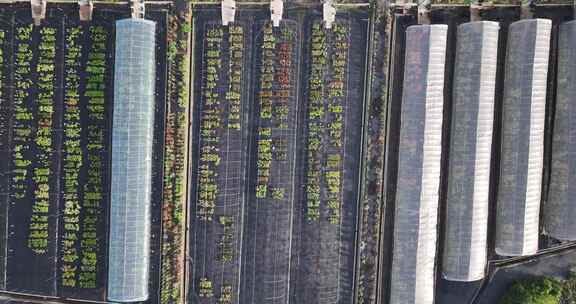 常德新枫林花海温室大棚