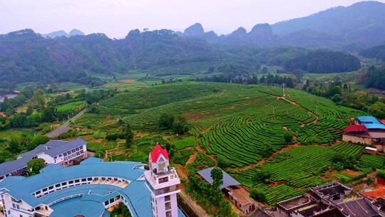 武夷山拇指茶园