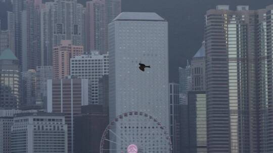 一只老鹰飞在香港上空
