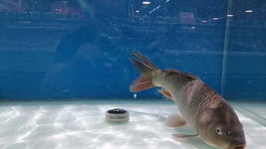 鲤鱼 淡水鱼 水池 鱼缸 气泡