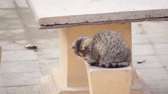 小区流浪猫可爱动物萌宠