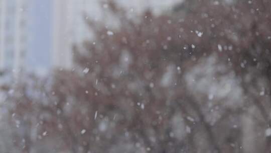 韩国街头雪景