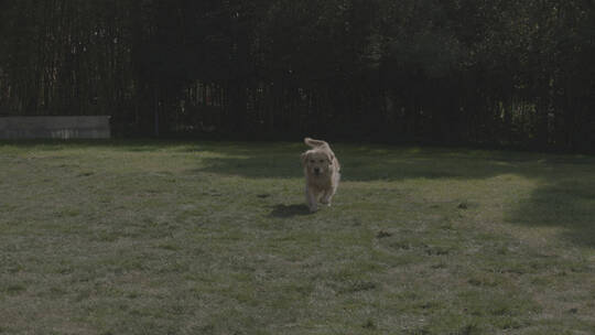 金毛狗狗在草地上开心奔跑