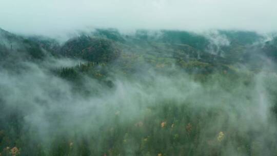 航拍雾气缭绕的森林