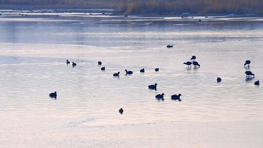 冬天河流湿地生态野鸭
