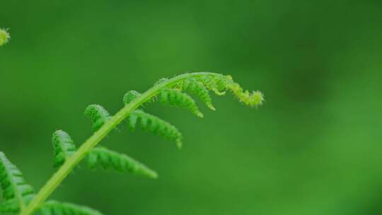 雨后绿色植物蕨类