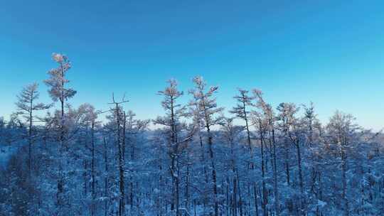 大兴安岭林海雪原雪林