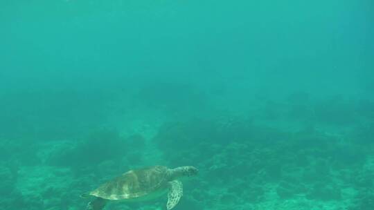 在青绿色的海里游泳的海龟