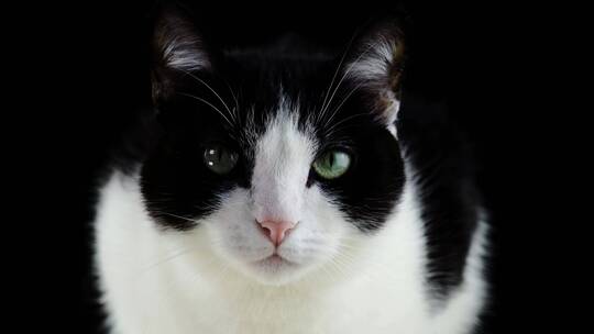 黑白色的猫视频素材模板下载