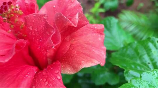 红芙蓉花和雨滴