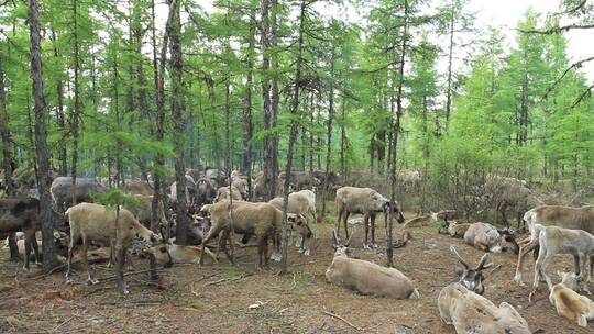 大兴安岭使鹿部落鄂温克猎民饲养的驯鹿