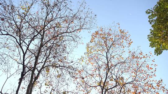 秋天蓝天背景的红色乌桕树叶