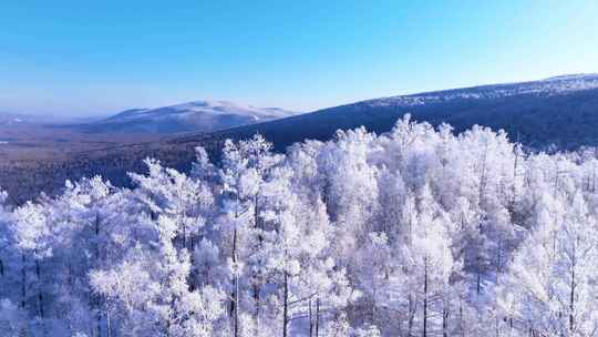 大兴安岭林海雪原冬季雾凇250113 (19)