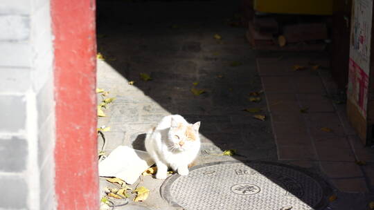 猫咪猫小猫