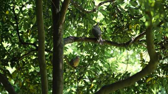 斑鸠 生态自然 鸟  公园