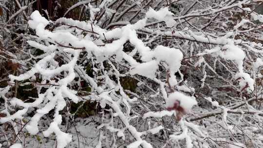 覆雪的植物枝条特写