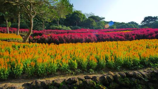 南宁青秀山穗冠花的花海花田