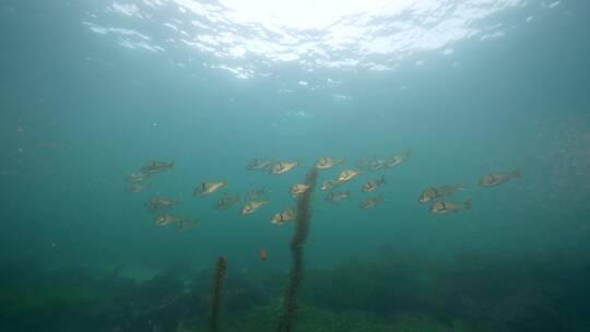 海底海草鱼类海洋生物