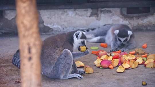 环尾狐猴 节尾狐猴 灵长目