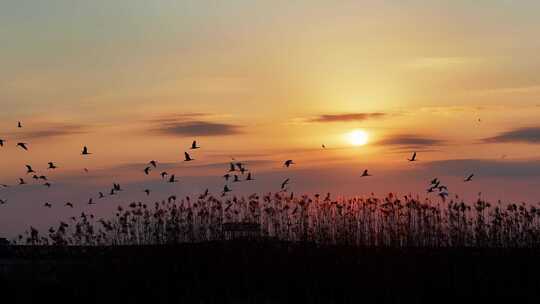 唯美夕阳天空下候鸟盘旋芦苇丛