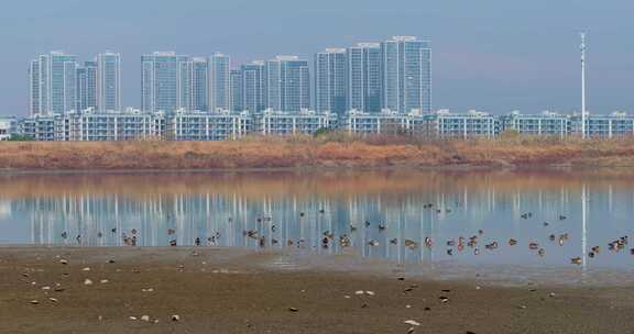 杭州余杭南湖生态环境野鸭栖息风光