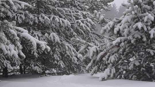 下暴雪被积雪压弯的松树
