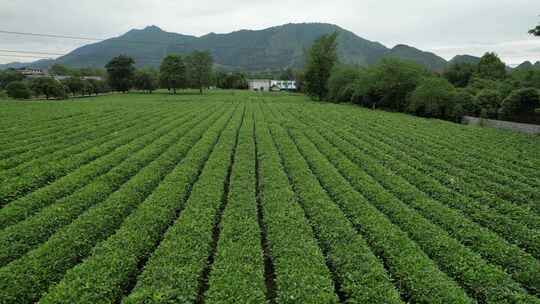 广西桂林尧山茶园