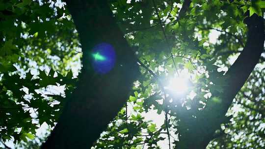 阳光透过树叶树林景象