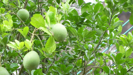 结满果实的柚子树
