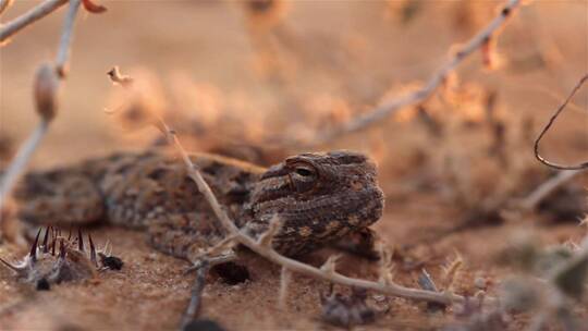 沙漠日落时罕见的蜥蜴