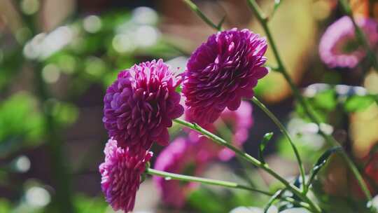 唯美花朵菊花紫色小雏菊