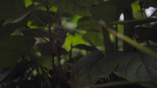 植物森林治愈雨水唯美意境清新自然