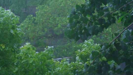 城市下暴雨下雨天雨水雨滴植物树叶子树木雨