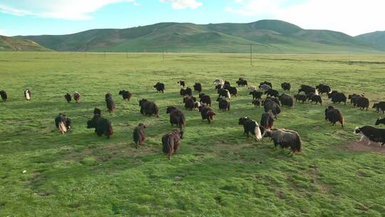 航拍牦牛西藏青海放牧牦牛群4k牧区