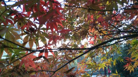 红枫秋天红色的枫叶鸡爪槭