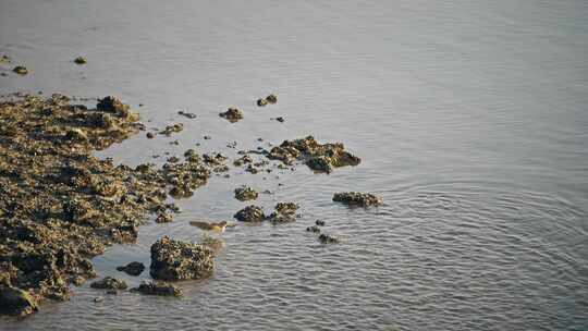 【正版素材】自然深圳生态池鹭