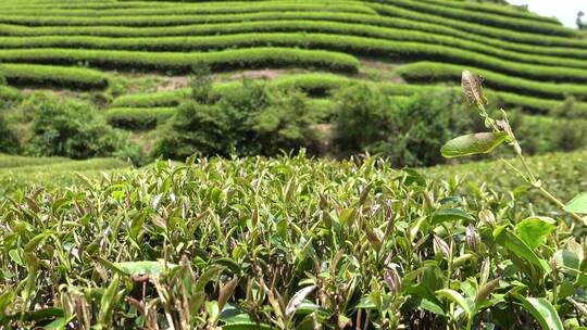 武夷山 武夷山茶 茶园 茶基地